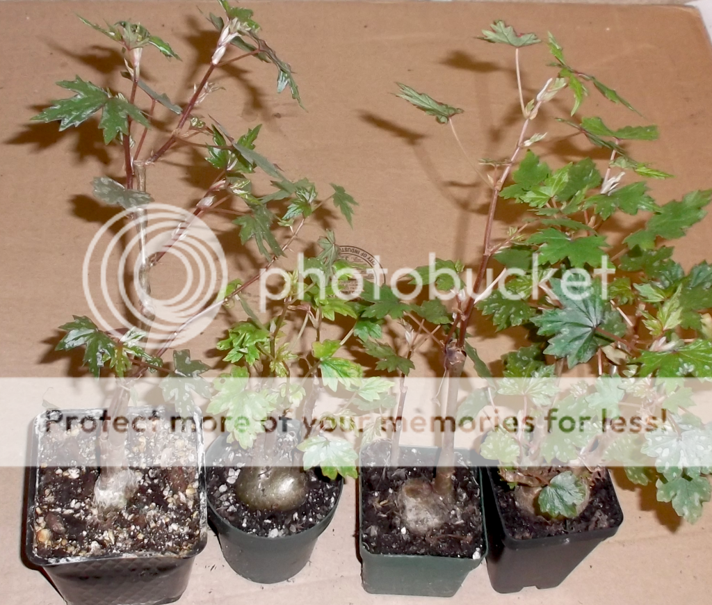 Begonias from seed Begonia dregei